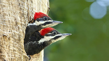 Siblings, Woodpecker HD wallpaper
