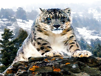Vanishing, natural, cat, wild, predator, endangerd HD wallpaper