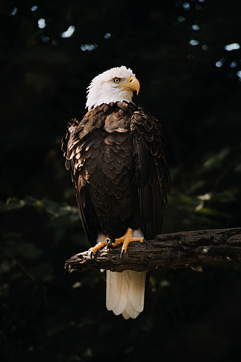 Animals, Bird, Wood, Tree, Predator, Sight, Opinion, Eagle, Bald Eagle, White-Headed Eagle HD phone wallpaper