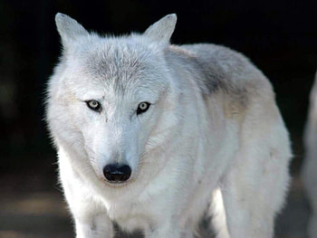 Beautiful Wolf, animal, dog, animals, white wolf, dogs HD wallpaper