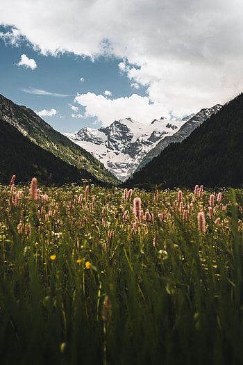Nature, Flowers, Mountains, Snow, Snow Covered, Snowbound, Slopes HD phone wallpaper