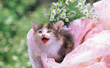 Cat in garden, animal, kitten, cat, feline, pet HD wallpaper
