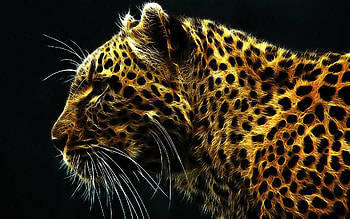 Tigers, Animals HD wallpaper