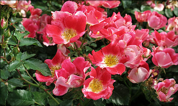 Flowers, Leaves, Briar, Bush, Bloom, Flowering HD wallpaper
