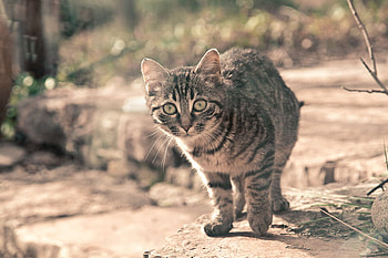 Vargata, pisica, animal, grey, cat HD wallpaper