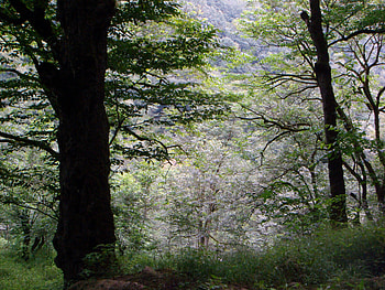 North of iran, paradise, iran HD wallpaper