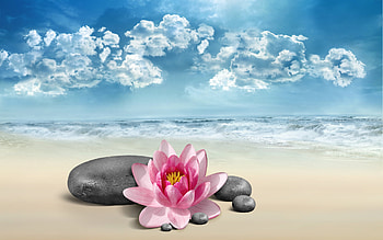 Flowers, Background, Beach HD wallpaper