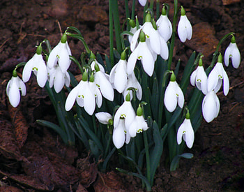 snowdrops, white, flower, green, soil, garden HD wallpaper