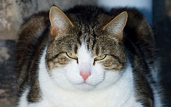 Animals, Cat, To Lie Down, Lie, Muzzle, Spotted, Spotty, Fat, Thick HD wallpaper