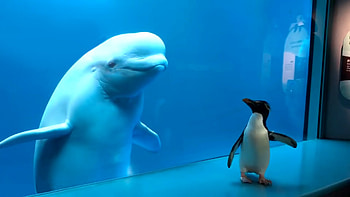 Beluga Whale, Fascinating animal encounters, Unique animal reactions, Whale meets penguin moment HD wallpaper