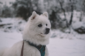 Animals, Dog, Muzzle HD wallpaper
