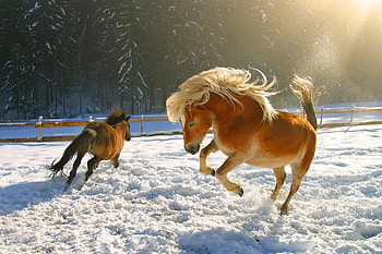 winter horses, winter, horses, nature, snow HD wallpaper