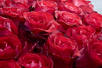 Flowers, Roses, Buds, Handsomely, It's Beautiful HD wallpaper