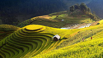 Rice terraces, Exquisite , , Pexels stock HD wallpaper