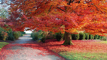 Landscape, Trees, Autumn HD wallpaper