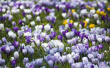 Flowers, Polyana, Glade, Spring, Different, Primrose, Crocuses HD wallpaper