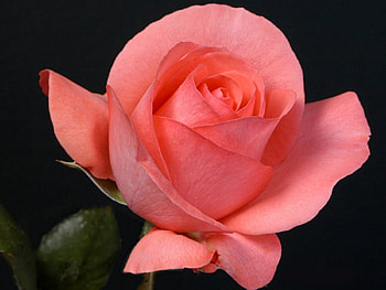 Beautiful Rose, rose, pink, beautiful, petals HD wallpaper