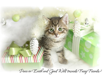 Holiday kitten, kitten, holiday, christmas, cat, feline, hat, santa HD wallpaper