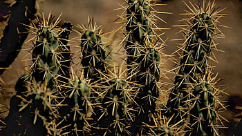 Cactuses, Flowers, Thorns, Prickles, Indoor Plant, Houseplant HD wallpaper