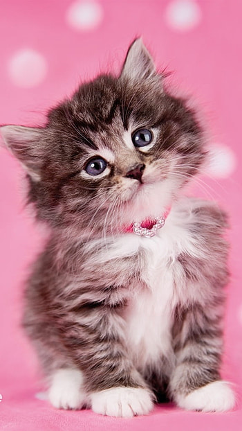 Cute Cat, Pink Background, cat HD phone wallpaper