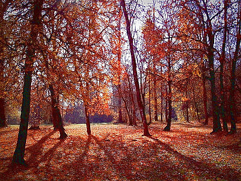 Dressed for October, ground cover, orange, blue sky, shadows, leaves, red, branches, trees, autumn HD wallpaper