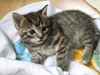 kitty, animal, kitten, cat, nature, pet, little HD wallpaper