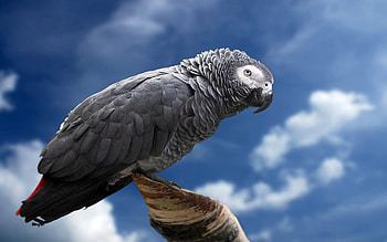 Animals, Birds, Parrots HD wallpaper