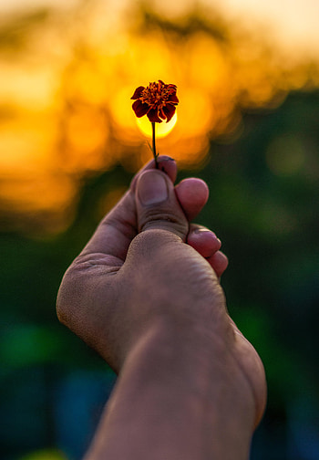 Flower, Hand, Miscellanea, Miscellaneous, Blur, Smooth, Focus HD phone wallpaper