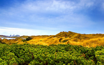 Alpine Vegetation , alpine, vegetation HD wallpaper