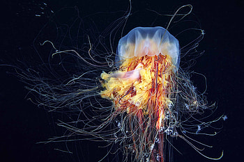 Graceful marine creatures, Vibrant colors, Underwater beauty, Mesmerizing movements HD wallpaper