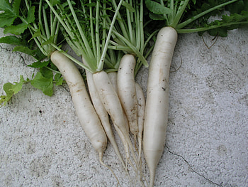Daikon radish, Asian cuisine, Versatile ingredient, Delicious flavor HD wallpaper