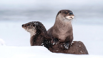 Otter , Playful nature, Cute and cuddly, Beautiful backgrounds HD wallpaper