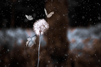 Butterflies, Flower, Macro, Blur, Smooth, Insect, hop, Dandelion HD wallpaper