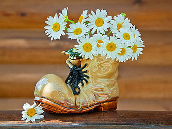 Daisies in boot, glowers, boot, pretty, funny, shoe, nice, daisies HD wallpaper