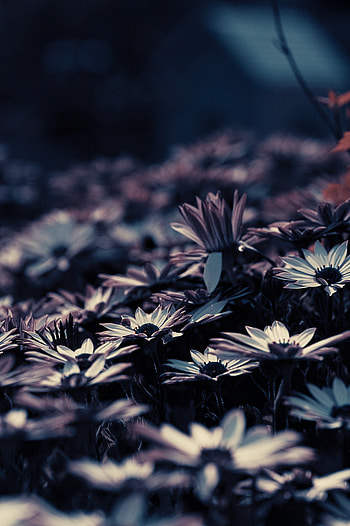 Flowers, Blur, Smooth, Flower Bed, Flowerbed HD phone wallpaper