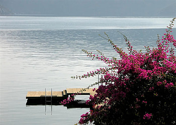 begonville and sea, nature HD wallpaper
