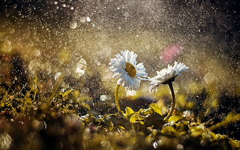 Spring Daisies, bokeh, nature, flowers, spring, daisies HD wallpaper