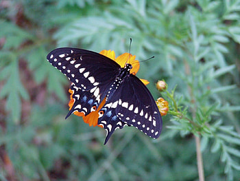 Black Swallowtail Butterfly, animal, insects, flowers, butterfly HD wallpaper