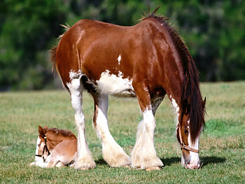 Animals, Grass, Care, Horse, Stallion HD wallpaper