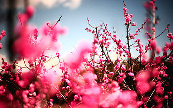 Nature, Flowers, Sky, Plant, It's Beautiful, Handsomely HD wallpaper