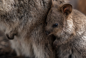 Quokka survival, National Geographic article, Quokka defense mechanism, Predators HD wallpaper