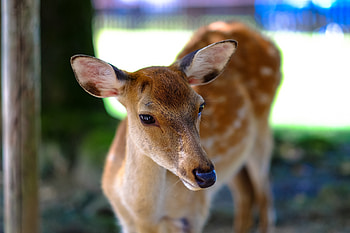 Animals, Muzzle, Spotty, Spotted, Deer, Doe, Fallow Deer HD wallpaper