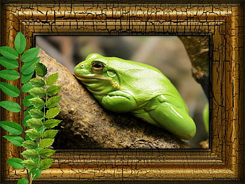 GREEN FROG, GREEN, FOG, FRAMED HD wallpaper