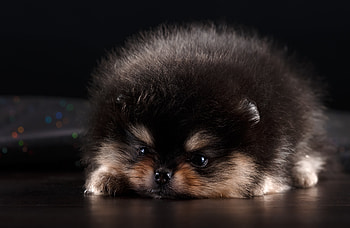 Animals, Fluffy, Dog, Nice, Sweetheart, Puppy, Spitz HD wallpaper