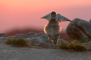 Bird In Joy, birds, graphy HD wallpaper