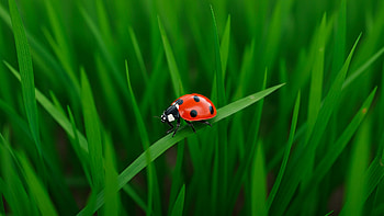 landscape, ladybug HD wallpaper