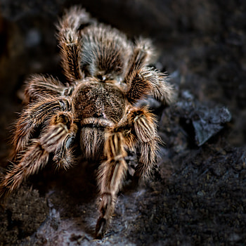 Animals, Hair, Paws, Spider, Arachnid HD phone wallpaper