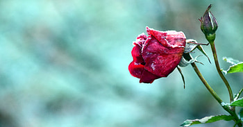 Flowers, Flower, Rose Flower, Rose, Bud, Frost, Hoarfrost HD wallpaper