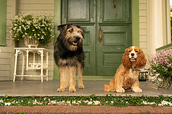 Lady and the Tramp (2019), dog, movie, poster, disney, lady and the tramp, caine HD wallpaper