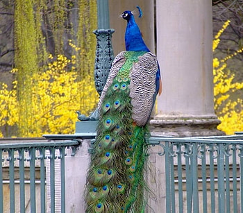 Peacock Beauty, peacocks, colourful, birds, animals HD wallpaper